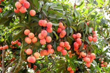 Bài văn hảy tả về cây vải thiều quê em