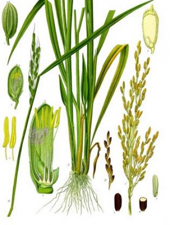 Lời kể chuyện tâm tình của cây lúa