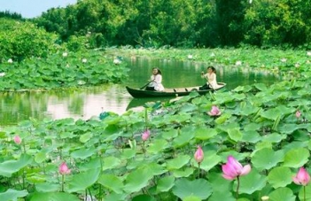 Cảm nghĩ về bài ca dao Trong đầm gì đẹp bằng sen