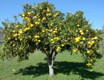 Bài văn miêu tả về loài cây mà em yêu thích