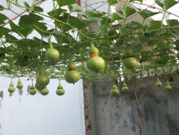 Cảm nghĩ của em qua câu ca dao bầu oi thương lắm bí cùng