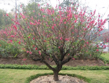 Bài văn miêu tả cây đào vào dịp Tết cực hay và ý nghĩa