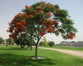 Dàn ý và bài văn miêu tả cây phượng vĩ cực hay