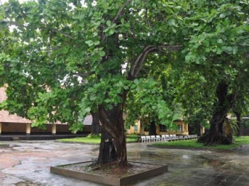 Bài văn tả cây bàng hay nhất