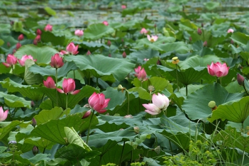 Bài văn hay tả đầm sen khiến bạn phải suy nghĩ