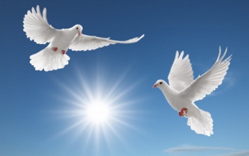 Lập dàn ý và bài văn miêu tả chú chim bồ câu