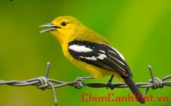 Câu chuyện về sự tích con chim kêu Hít cô! Hít cô!