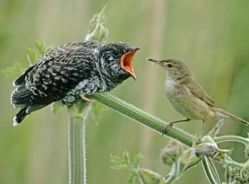 Bài văn hay kể về sự tích về con chim tu tú