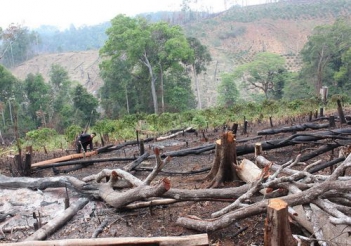 Câu chuyện hay nói về nạn phá rừng và thiên nhiên