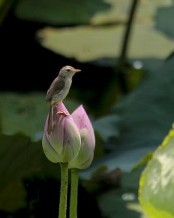 Một câu chuyện hay về nội dung bảo vệ môi trường