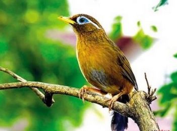 Một câu chuyện hay về chú chim hoạ mi