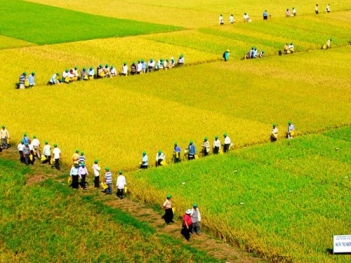 Bài văn hay miêu tả vẻ đẹp của cánh đồng quê em