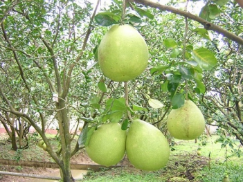 Bài văn hay thuyết mình về bưởi Phúc Trạch