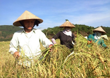 Bài văn giới thiệu về đặc sản nếp rồng quê em