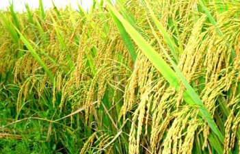 Bài văn thuyết minh về cây lúa rất hay của tác giả Hà Linh