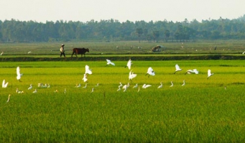 Bài văn hay nói về cảm nghĩ quê hương
