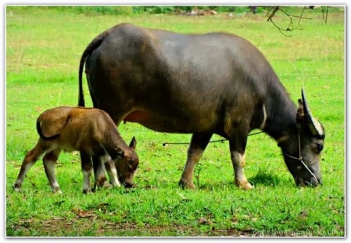 Bài văn giới thiệu về con trâu ở làng quê Việt Nam