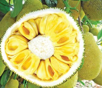 Truyện ngắn quả mít trên vai bố