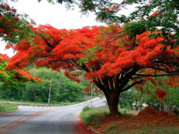 Bài văn hay giới thiệu về cây phượng