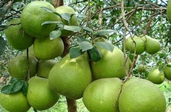 Bài văn hay giới thiệu về Cây bưởi quê em