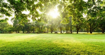 Bài văn tả khu vườn nhà em vào sáng sớm rất ấn tượng